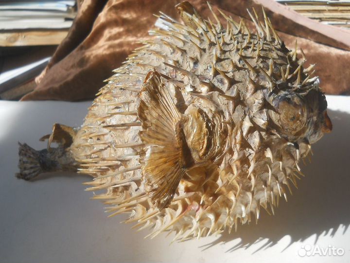 Чучело рыба Скорпена Огономал Скат фугу и др