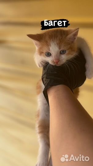 Кошка в дар бесплатно