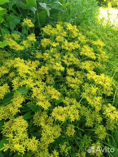 Многолетние почвопокровные растения