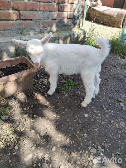 Продажа козлят