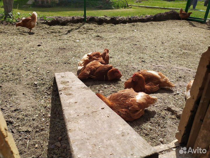 Домашние куриные яйца