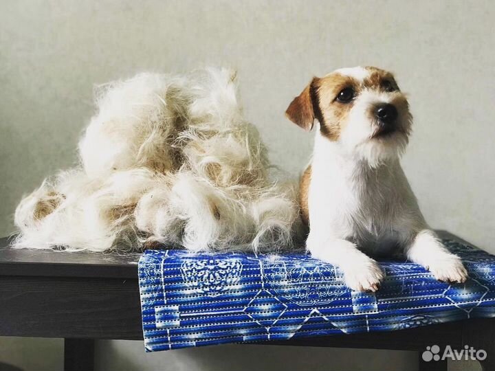 Тримминг джек рассел терьеров и такс