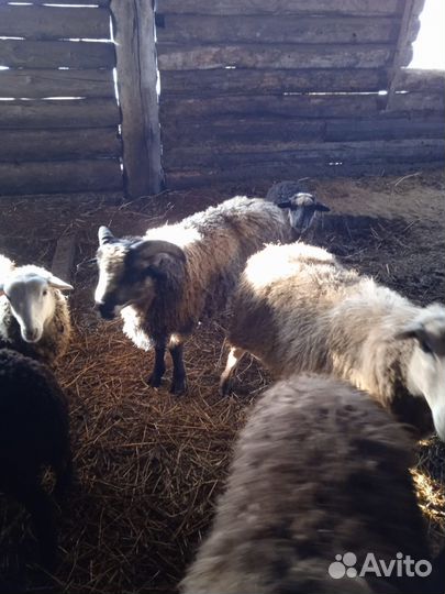 Мясо баранина свежая