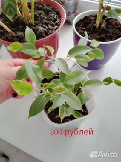 Фикус бенджамина