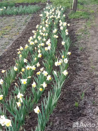 Луковицы нарциссов