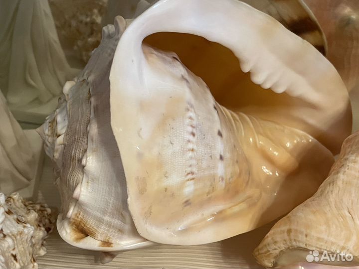 Морские раковины