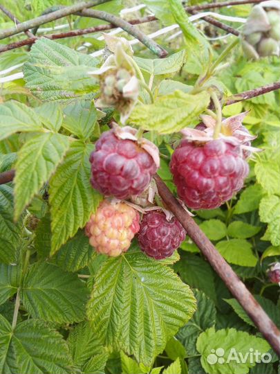 Ремонтантная малина