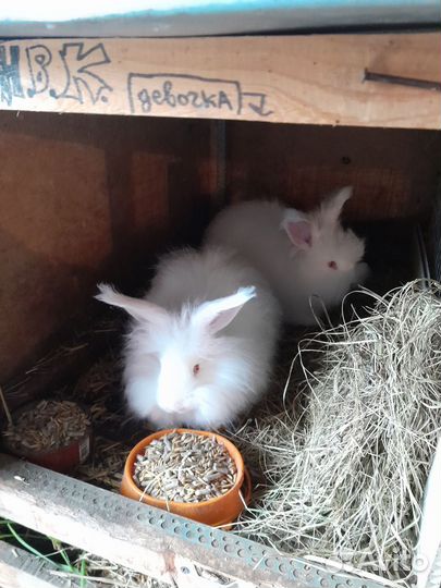 Кролики пуховые