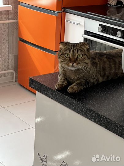 Вислоухая кошка