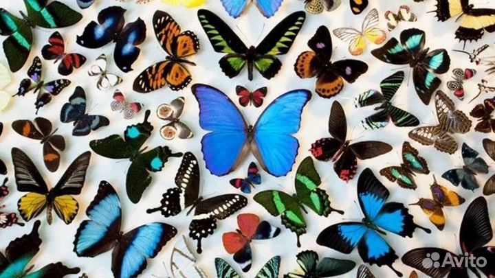 Свадебный Салют из Тропических Бабочек с/б-50