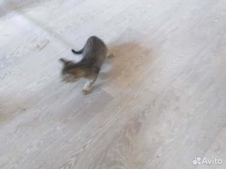 Коты крысоловы