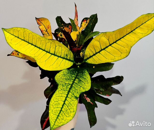 Кодиеум кротон Вилма d13