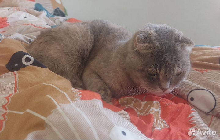 Кошка вислоухая в дар