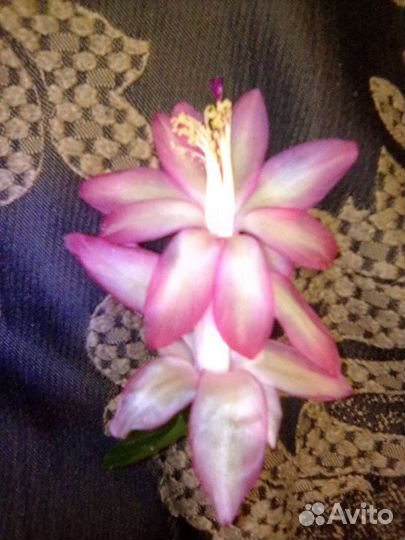 Сортовые шлюмбергера (декабрист)