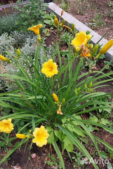 Многолетние цветы Пионы