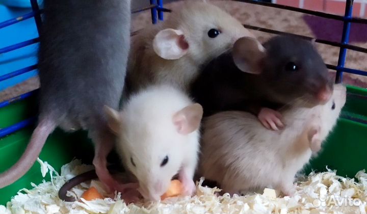 Крысята Дамбо