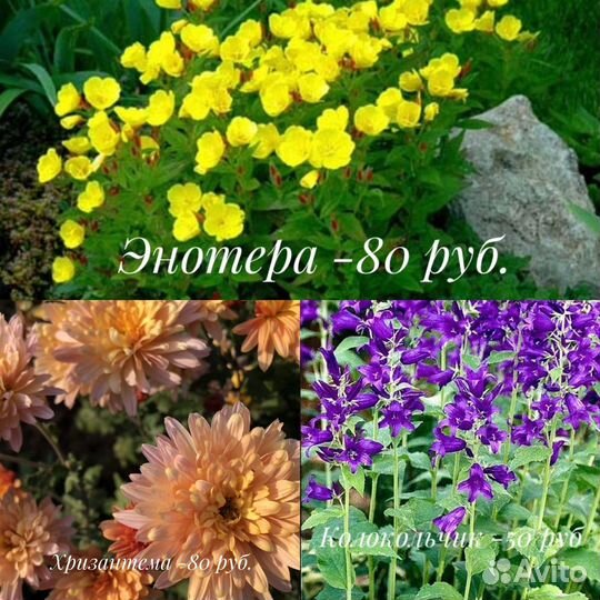 Многолетние цветы для сада