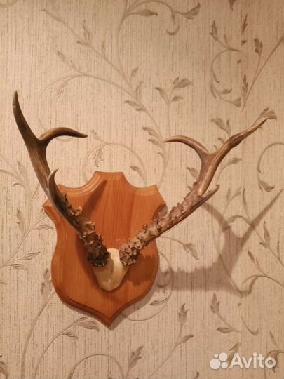 Рога косули