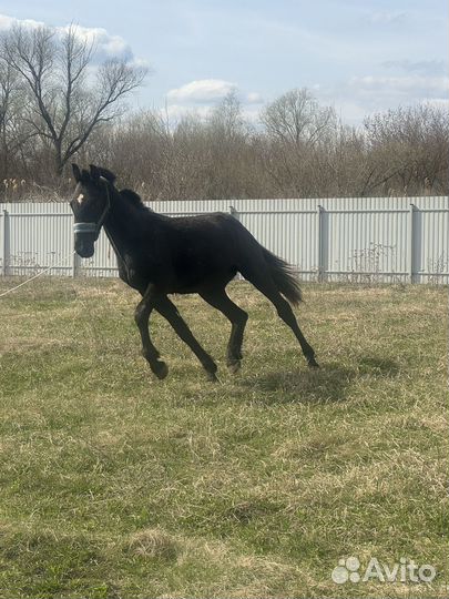 Орловский жеребчик
