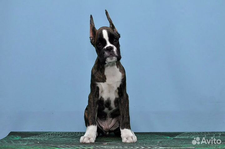 Щенок боксера кобель