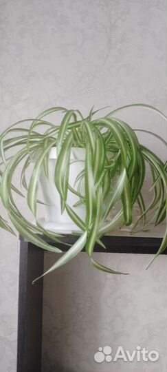 Хлорофитум кудрявый