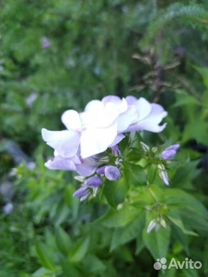 Флоксы многолетник