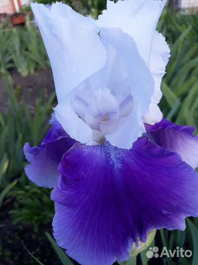 Ирисы бородатые