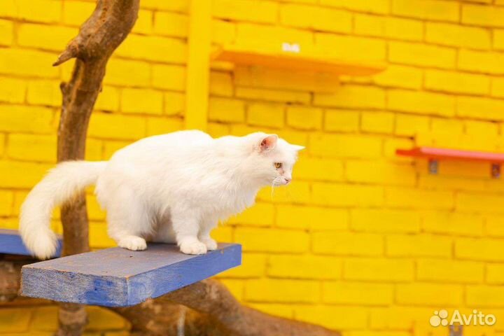 Кошка в дар