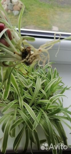 Хлорофитум