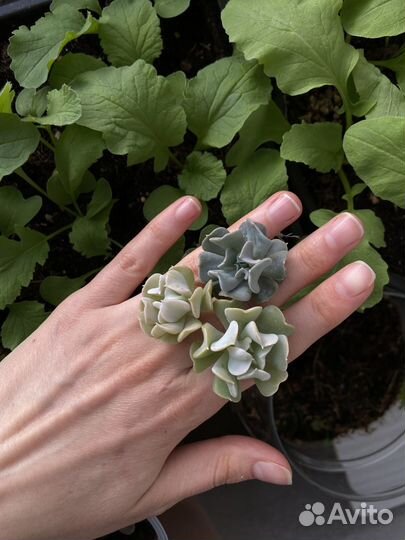 Эчеверия Топси Турви суккулент