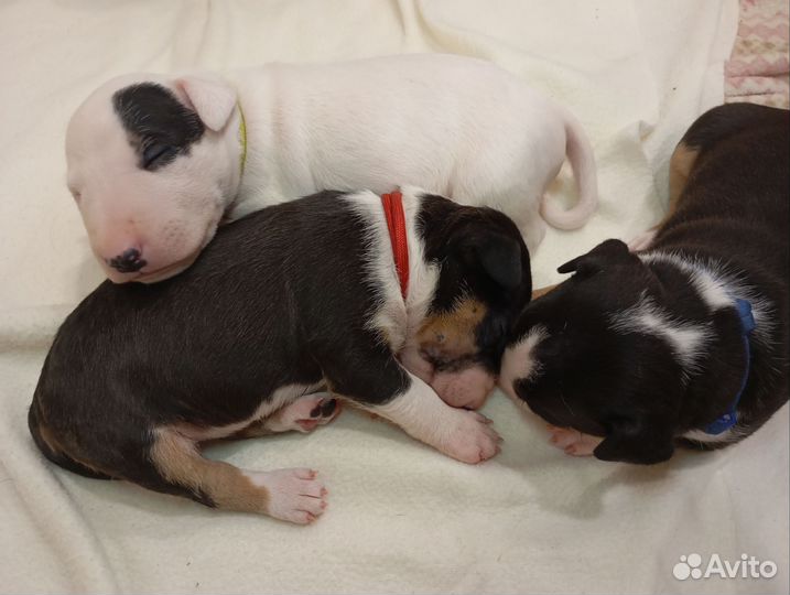 Миниатюрный бультерьер