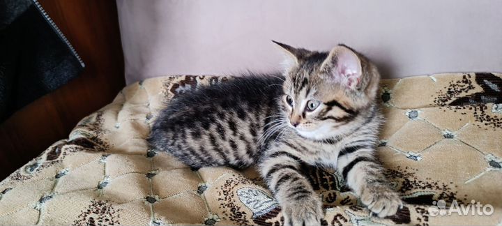 Котик в добрые руки