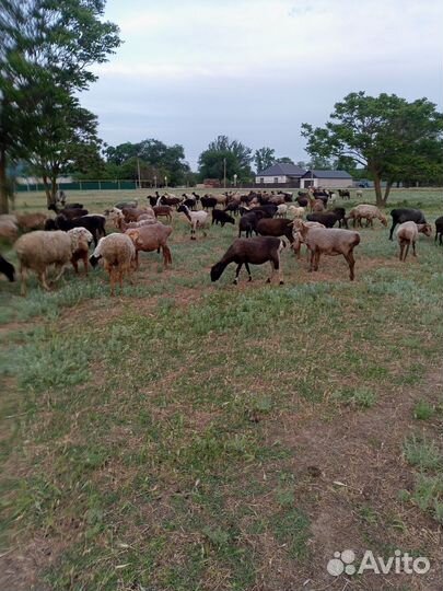 Овцематки кол. 100 гол,бараны произв. в кол.10 гол