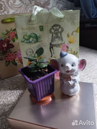 Денежное дерево подарок