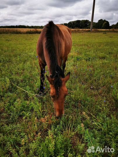 Кобыла с жеребенком