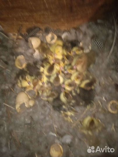 Индоутята. Утята индоутки