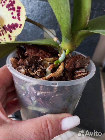 Орхидея фаленопсис