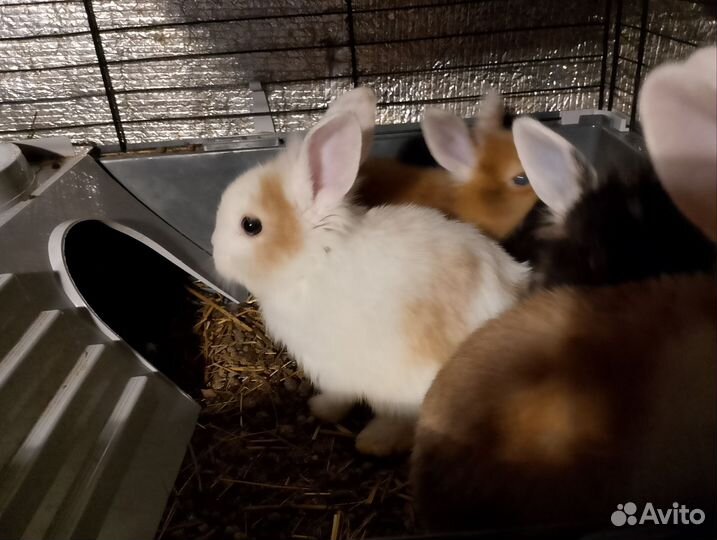 Декоративные кролики