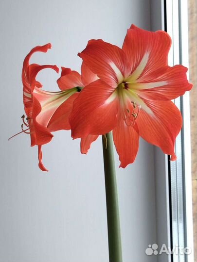 Амарилис
