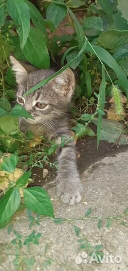 Отдам котенка в добрые руки