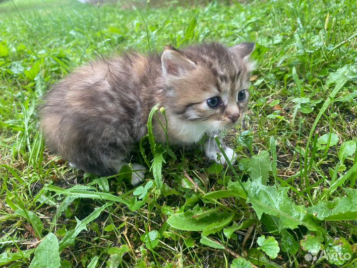 Кошка котёнок кошечка пушистая рыжая белая