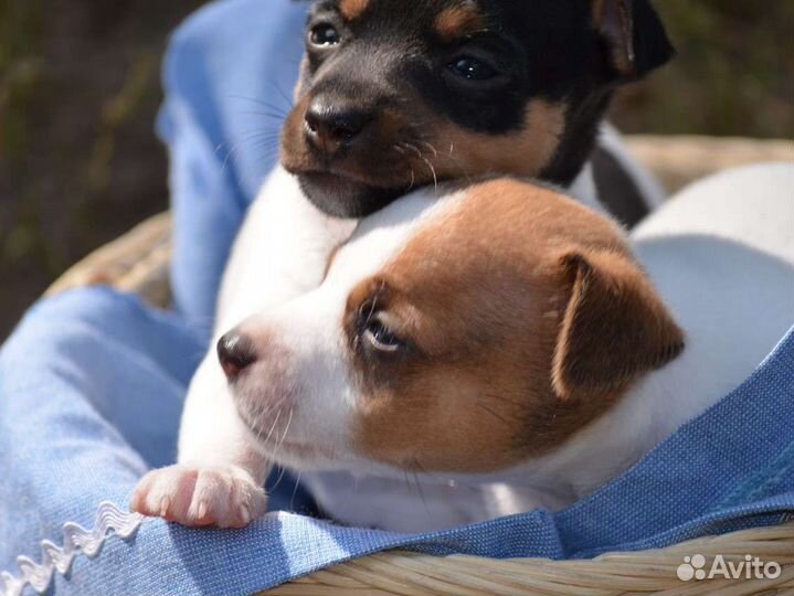 Щенки той-фокстерьера