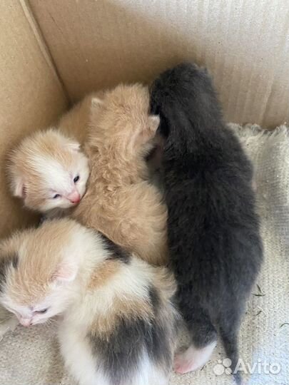Котята в добрые руки бесплатно