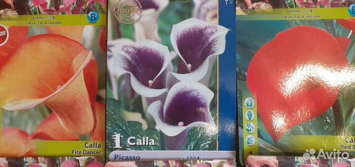 Каллы.Колеус. Амариллис.Сенецио.Фиалки