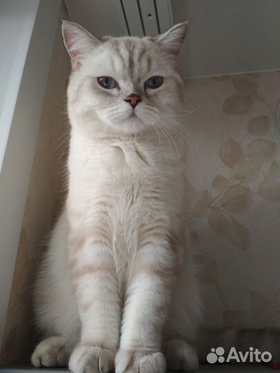 Британская