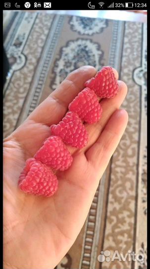 Малина ремонтантная