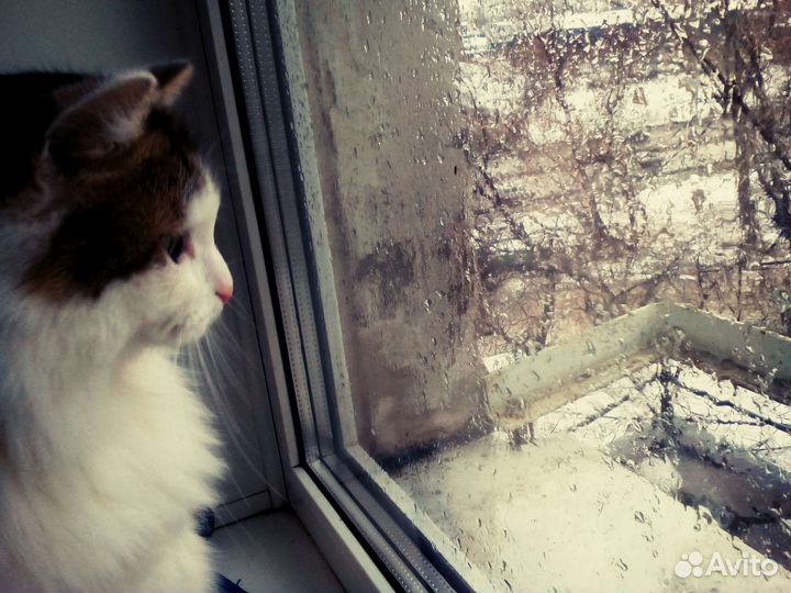 Картина лапой