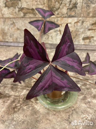 Кислица оксалис «День и ночь»