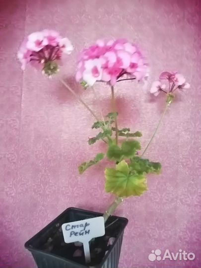 Пеларгонии сортовые