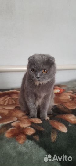 Шотландская